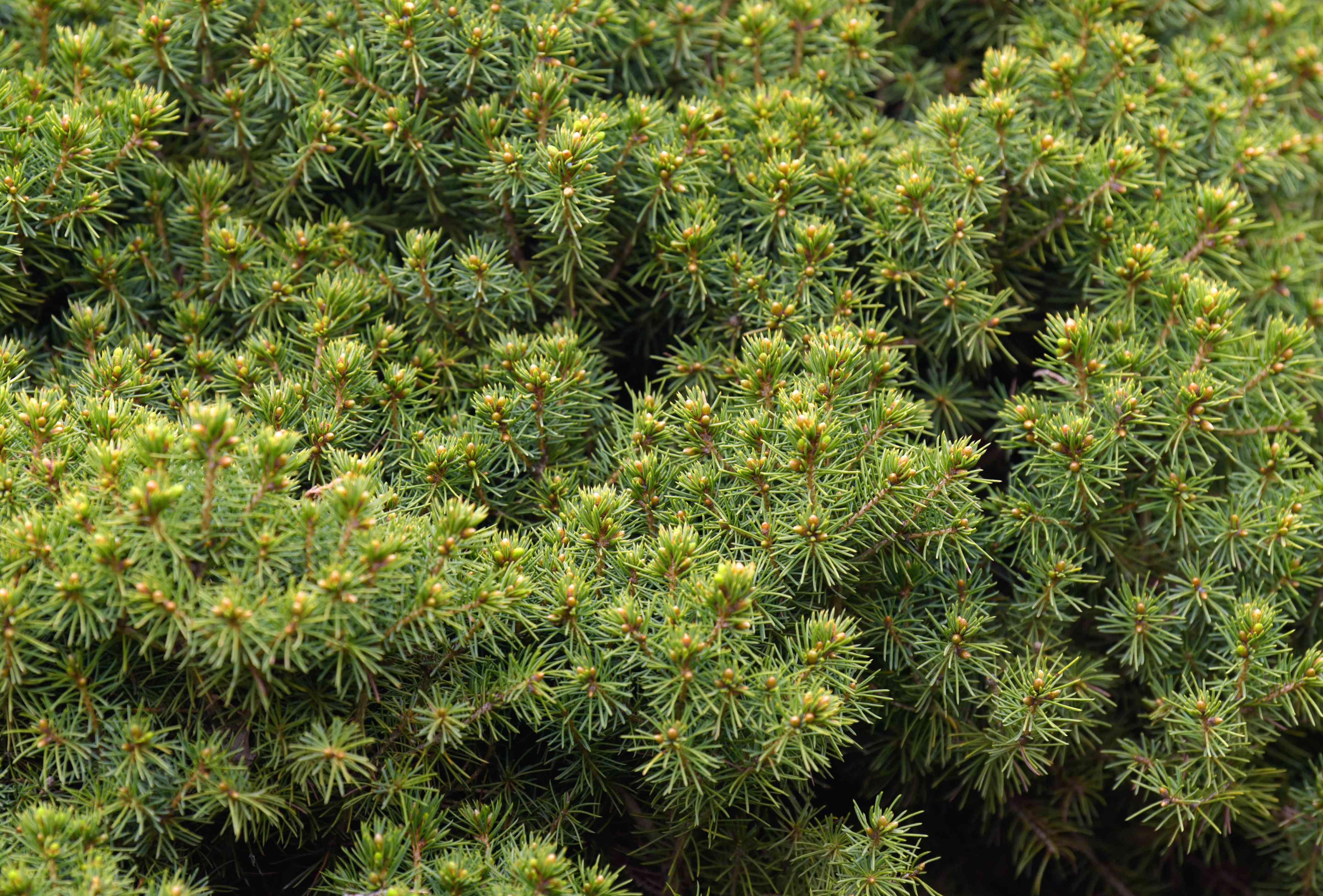 dwarf-alberta-spruce-trees-2132080-06-17ddb8ed552d4950bc1977173c413563.JPG