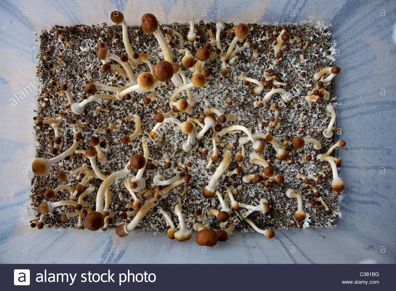 ecuadorian-psilocybe-cubensis-mushrooms-growing-in-a-terrarium-in-C381BG.jpg