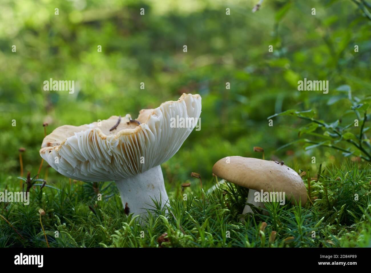 edible-mushroom-russula-ochroleuca-in-the-spruce-forest-known-as-brittlegills-or-ochre-brittlegill-wild-mushroom-growing-in-the-moss-2D84P89.jpg