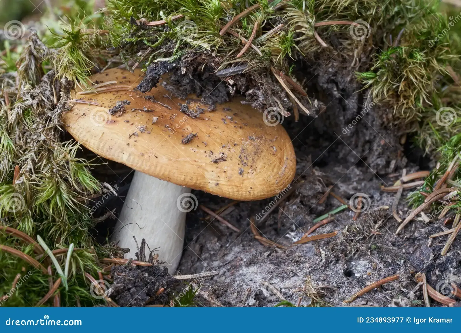 edible-mushroom-russula-ochroleuca-spruce-forest-known-as-common-yellow-ochre-brittlegill-wild-cap-growing-234893977.jpg