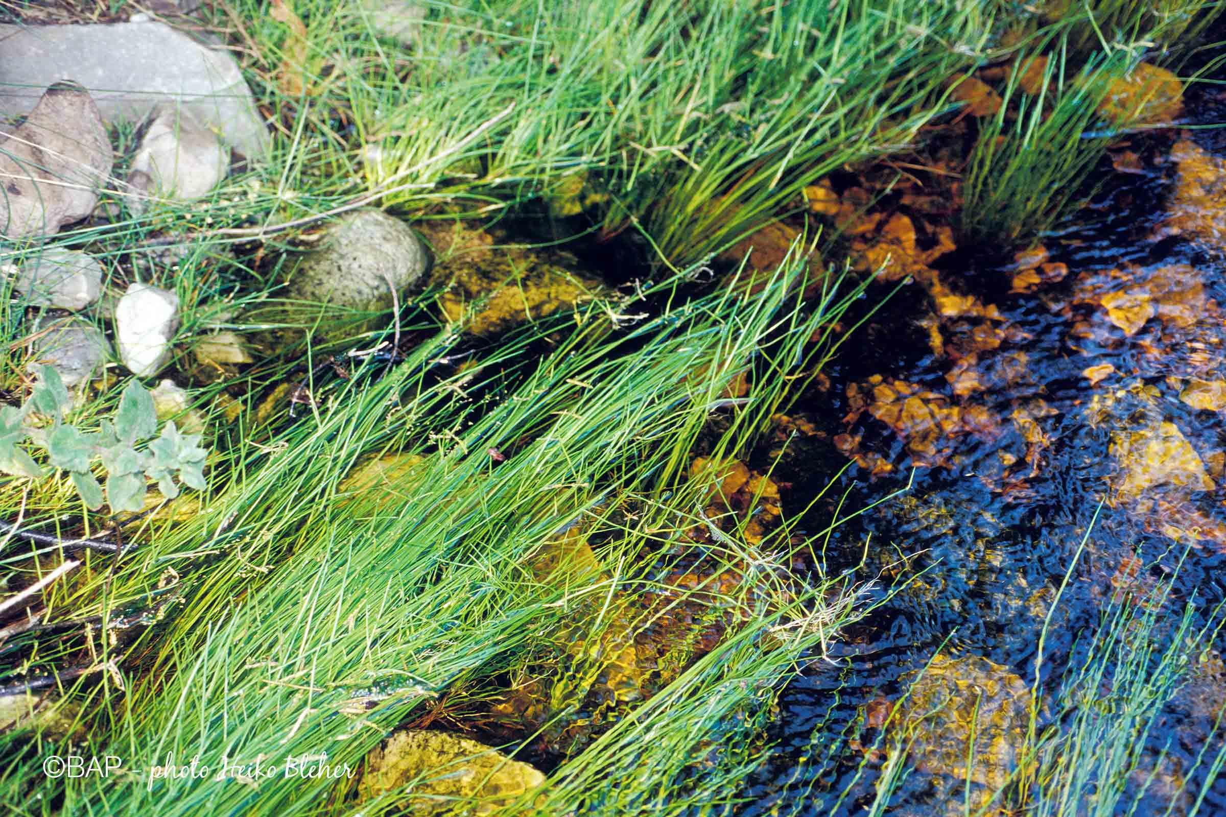 eleocharis-acutangula-acutangula-kabeljous-river-east-province-sar1-hbleher.jpg