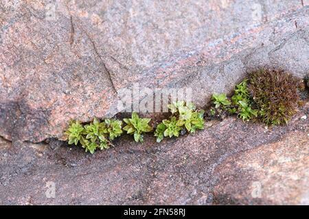 encalypta-streptocarpa-known-as-spiral-extinguisher-moss-2fn58rj.jpg