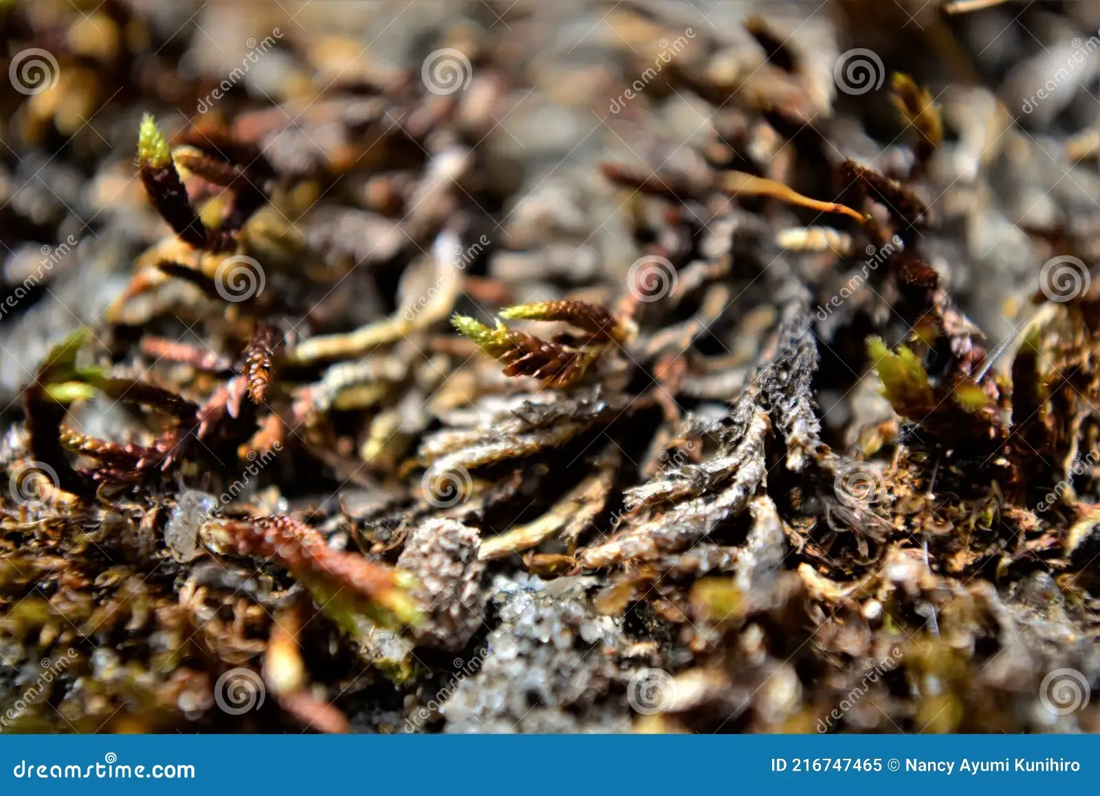 entodon-moss-growing-wall-entodon-moss-growing-wall-cottage-216747465.jpg