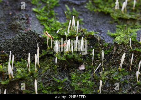 eocronartium-muscicola-moss-rust-a-fungus-growing-as-parasite-on-moss-in-finland-2hb6ted.jpg