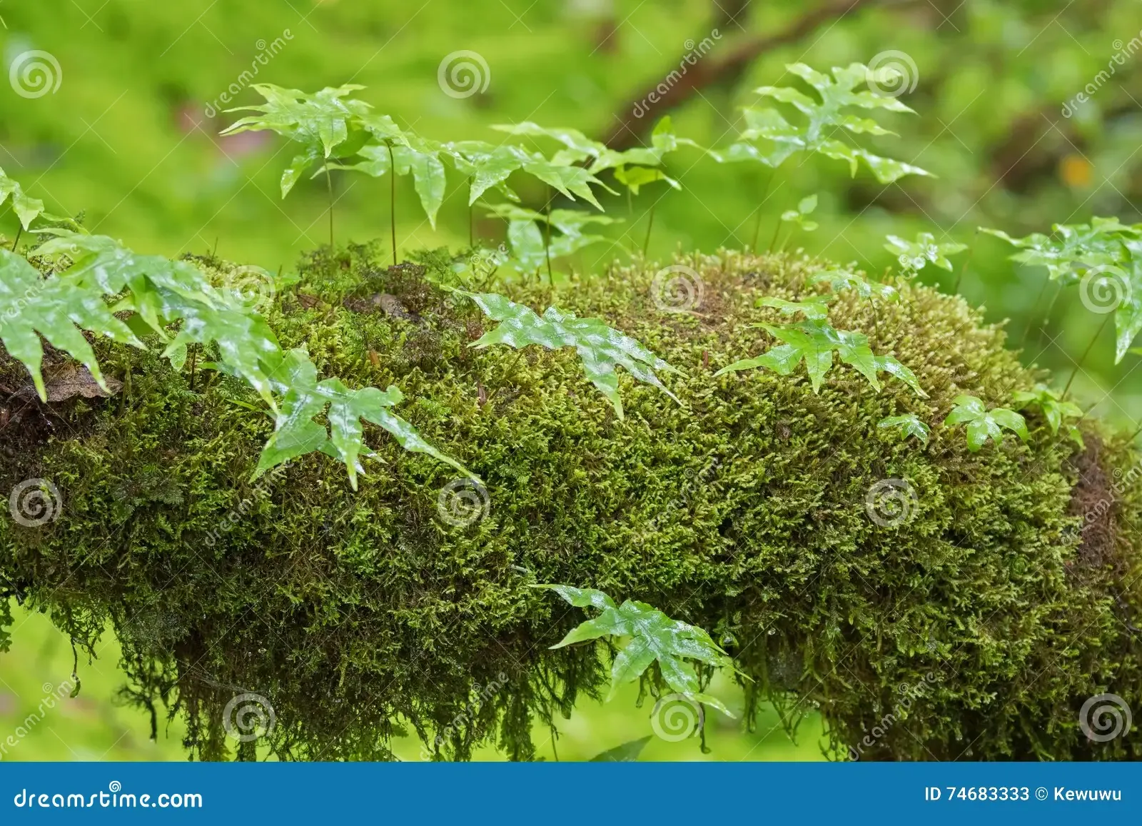 epiphytic-fern-fresh-green-peat-moss-sphagnum-moss-growing-forest-chiangmai-thailand-74683333.jpg