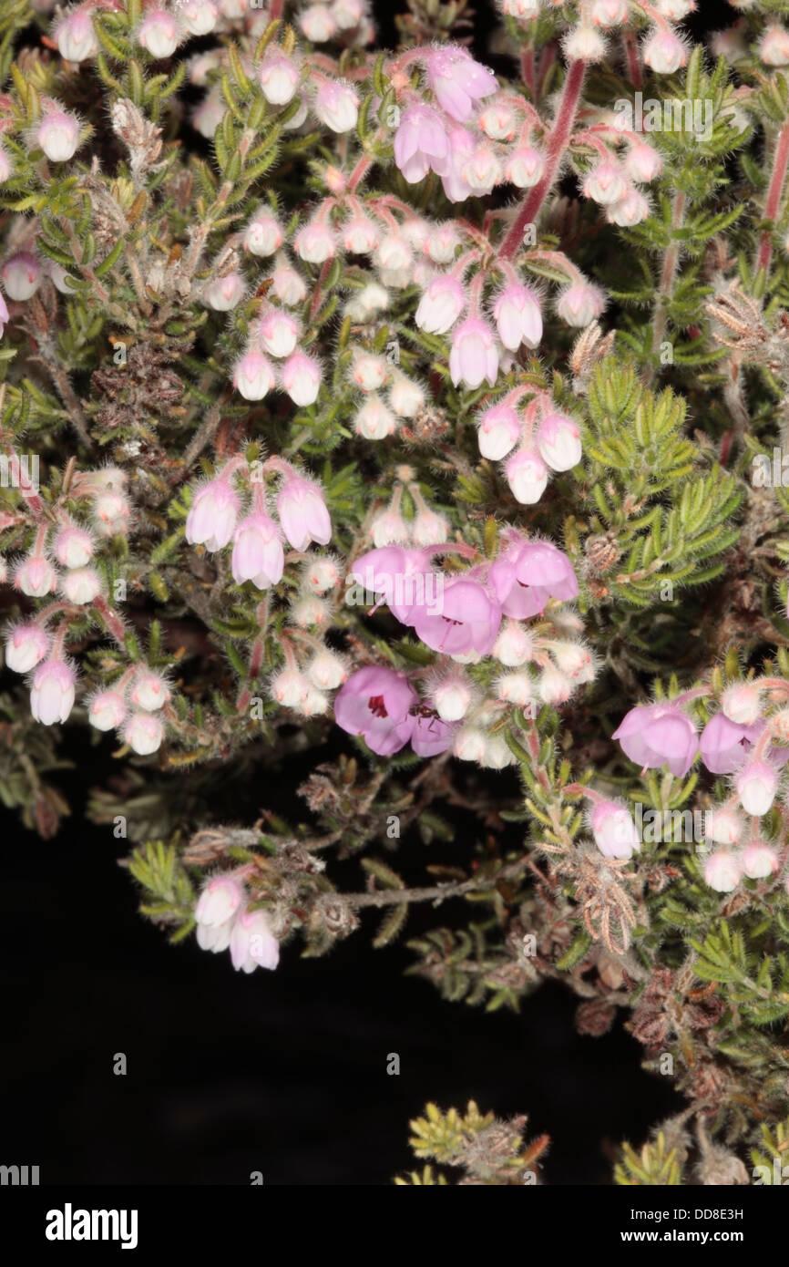 erica-chamissonis-flowers-just-opening-family-ericaceae-DD8E3H.jpg