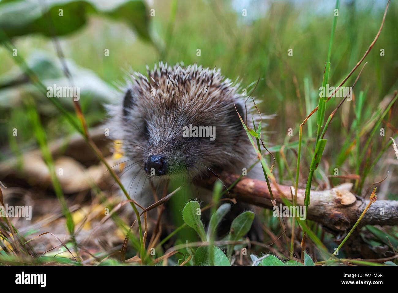 european-hedgehog-erinaceus-europaeus-on-a-green-moss-in-the-forest-summer-image-cute-funny-animal-with-snipes-W7FM6R.jpg