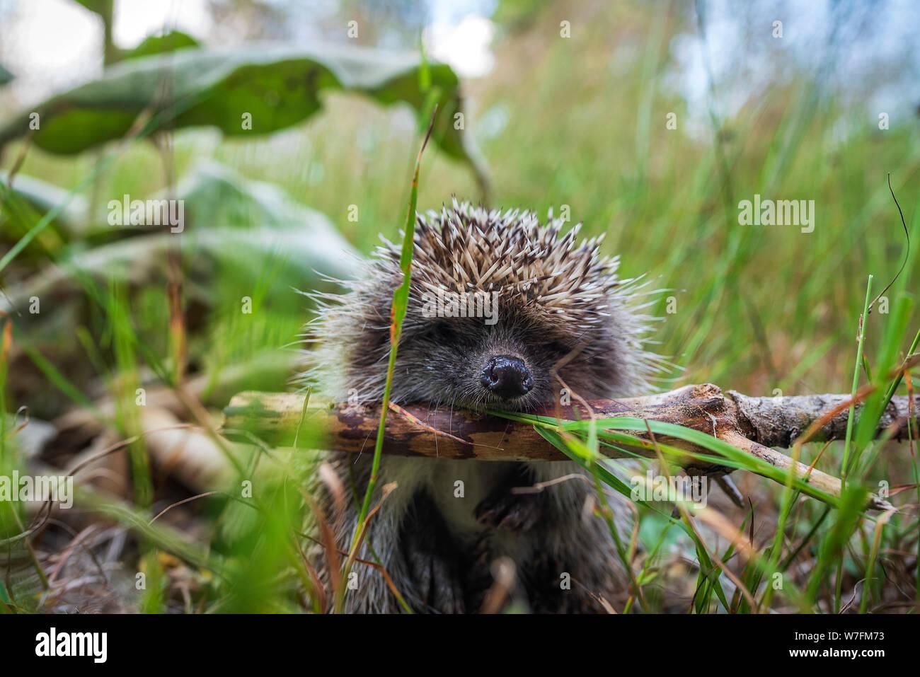 european-hedgehog-erinaceus-europaeus-on-a-green-moss-in-the-forest-summer-image-cute-funny-animal-with-snipes-W7FM73.jpg