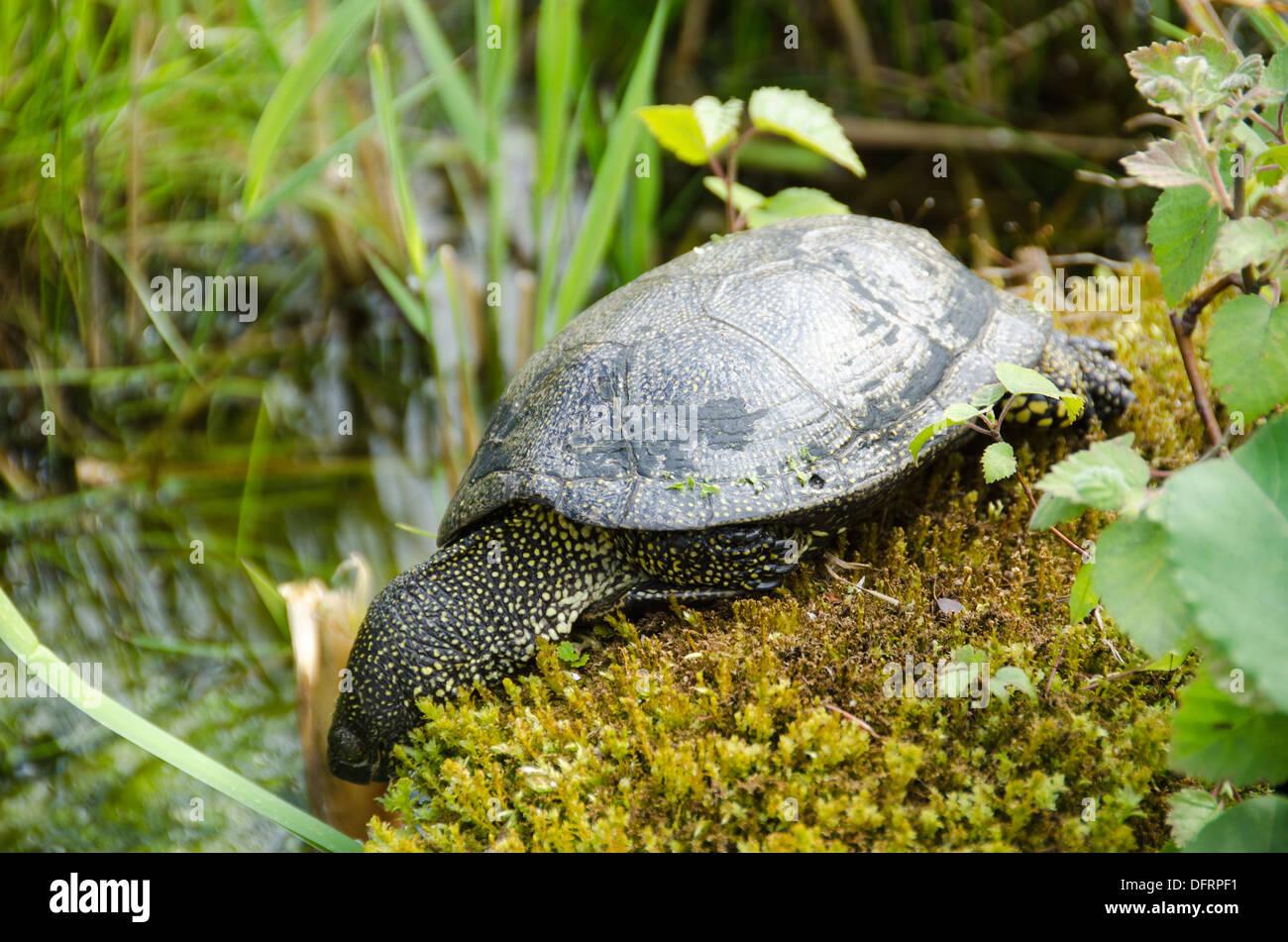 european-pond-turtle-emys-orbicularis-on-moss-at-a-pond-DFRPF1.jpg