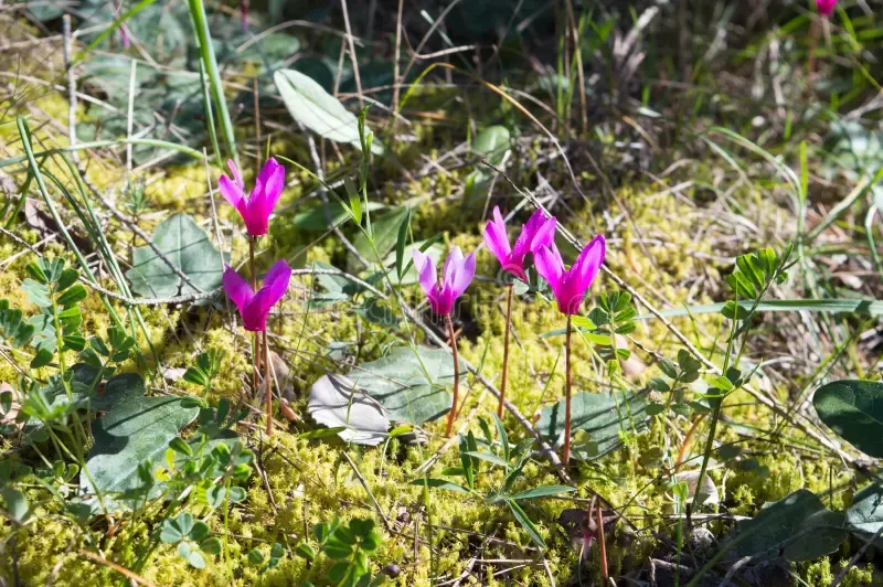 european-purple-cyclamen-forest-purpurascens-alpine-growing-moss-springtime-croatia-215449227.jpg