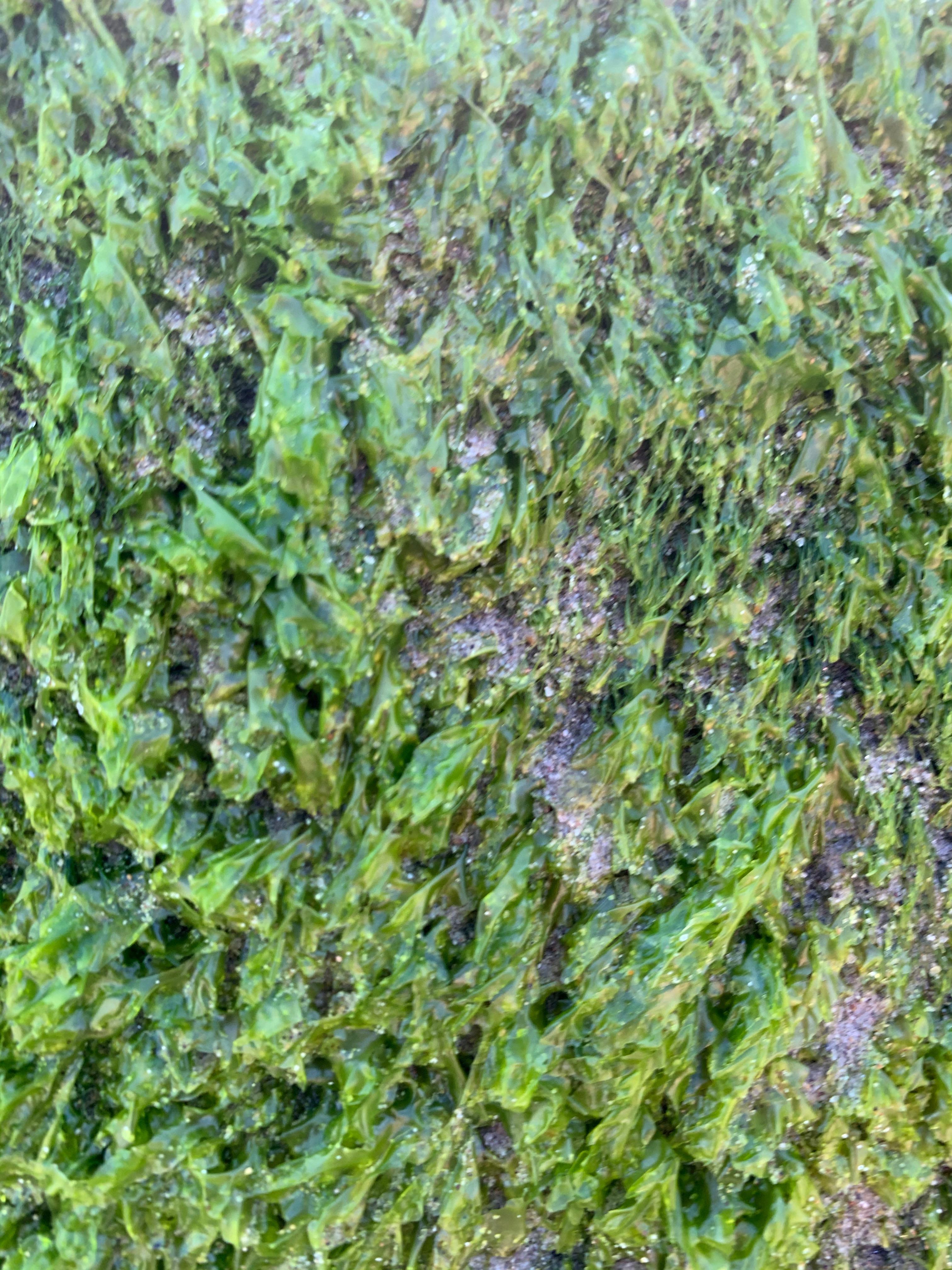 everytexture.com-stock-nature-mold-moss-texture-00021.jpg
