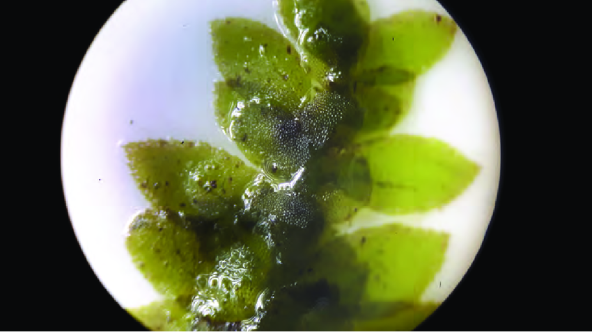 ew-of-Achrophyllum-dentatum-through-30-binocular-dissection-microscope-Photo-H.png
