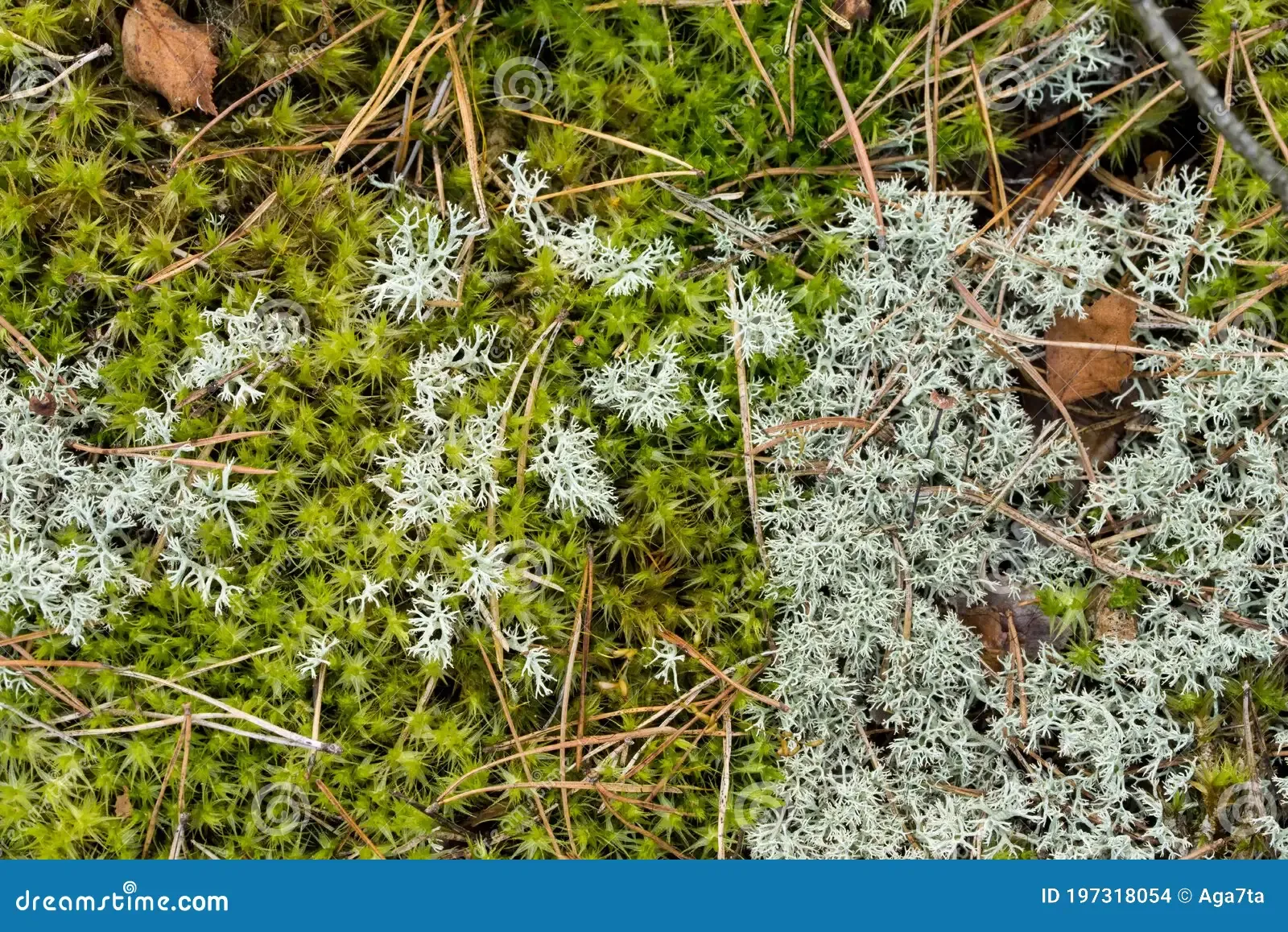 fallen-birch-leaves-lichen-cladonia-arbuscula-moss-closeup-197318054.jpg