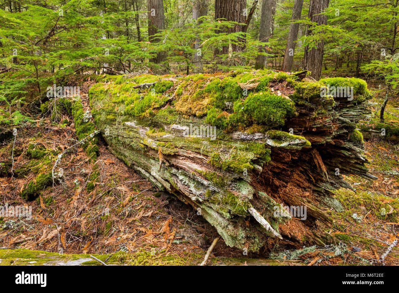 fallen-log-with-moss-glacier-national-park-montana-M6T2EE.jpg