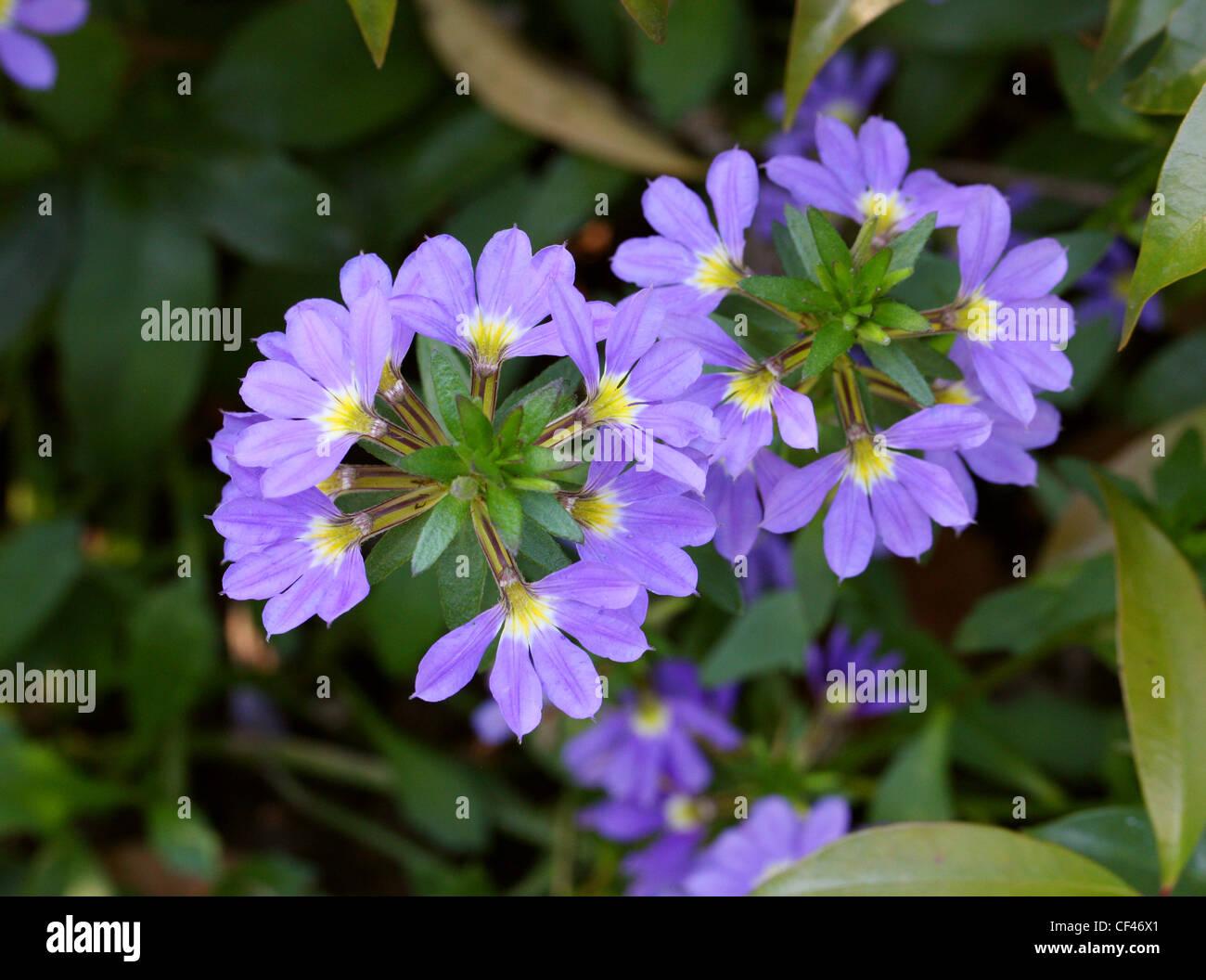 fan-flowers-or-purple-fanfare-flowers-scaevola-aemula-goodeniaceae-CF46X1.jpg