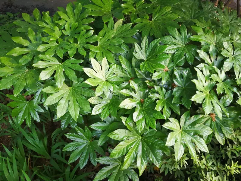 fatsia-polycarpa-ornament-plant-china-94008101.jpg