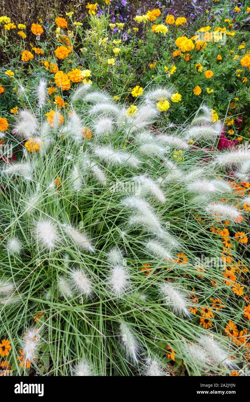 feathertop-fountain-grass-cenchrus-longisetus-pennisetum-villosum-2A2JYJN.jpg