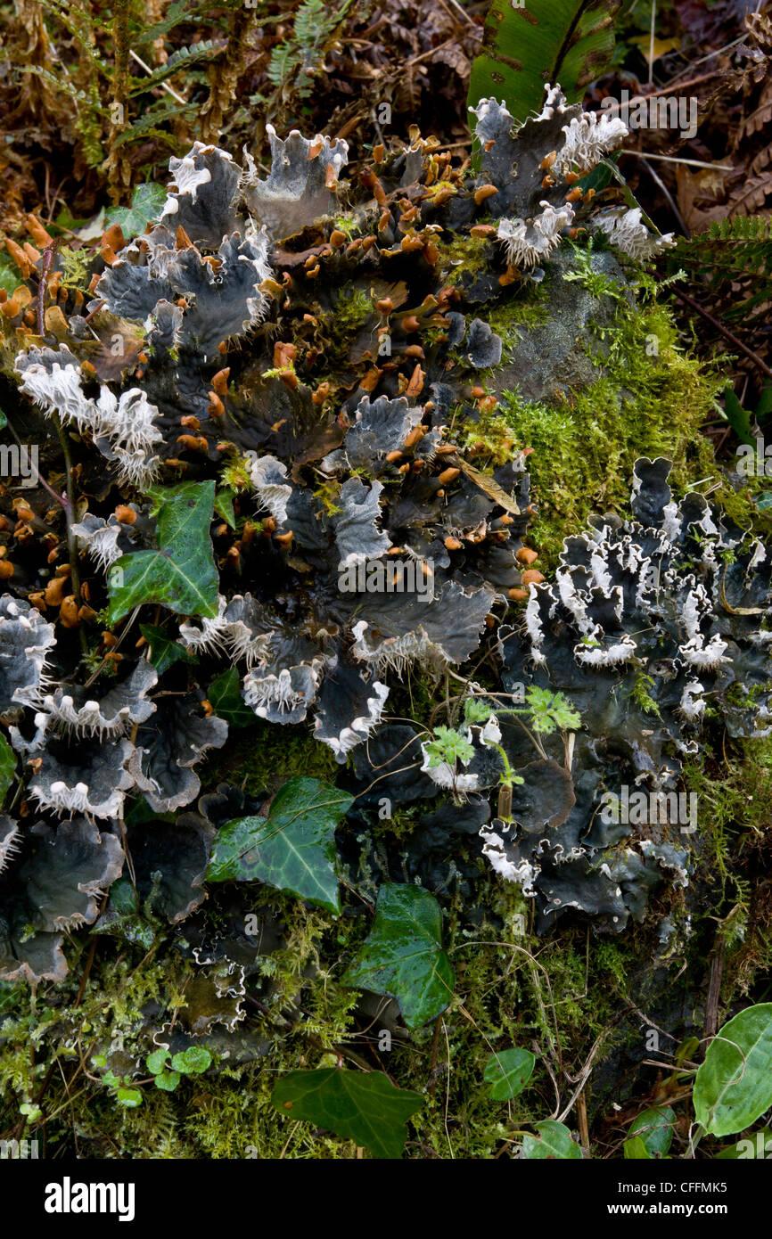 fertile-lichen-peltigera-horizontalis-growing-among-moss-on-old-wall-CFFMK5.jpg