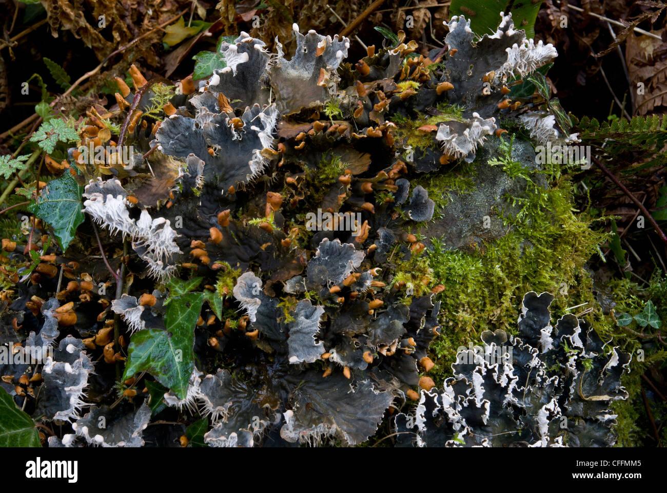 fertile-lichen-peltigera-horizontalis-growing-among-moss-on-old-wall-CFFMM5.jpg