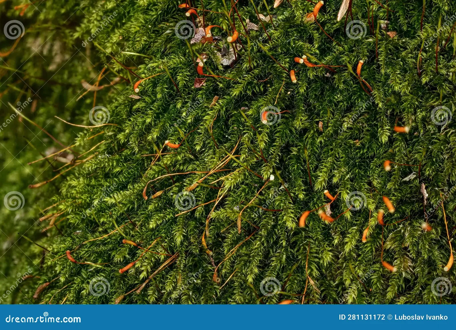 fine-green-moss-brachythecium-species-growing-tree-closeup-macro-detail-281131172.jpg