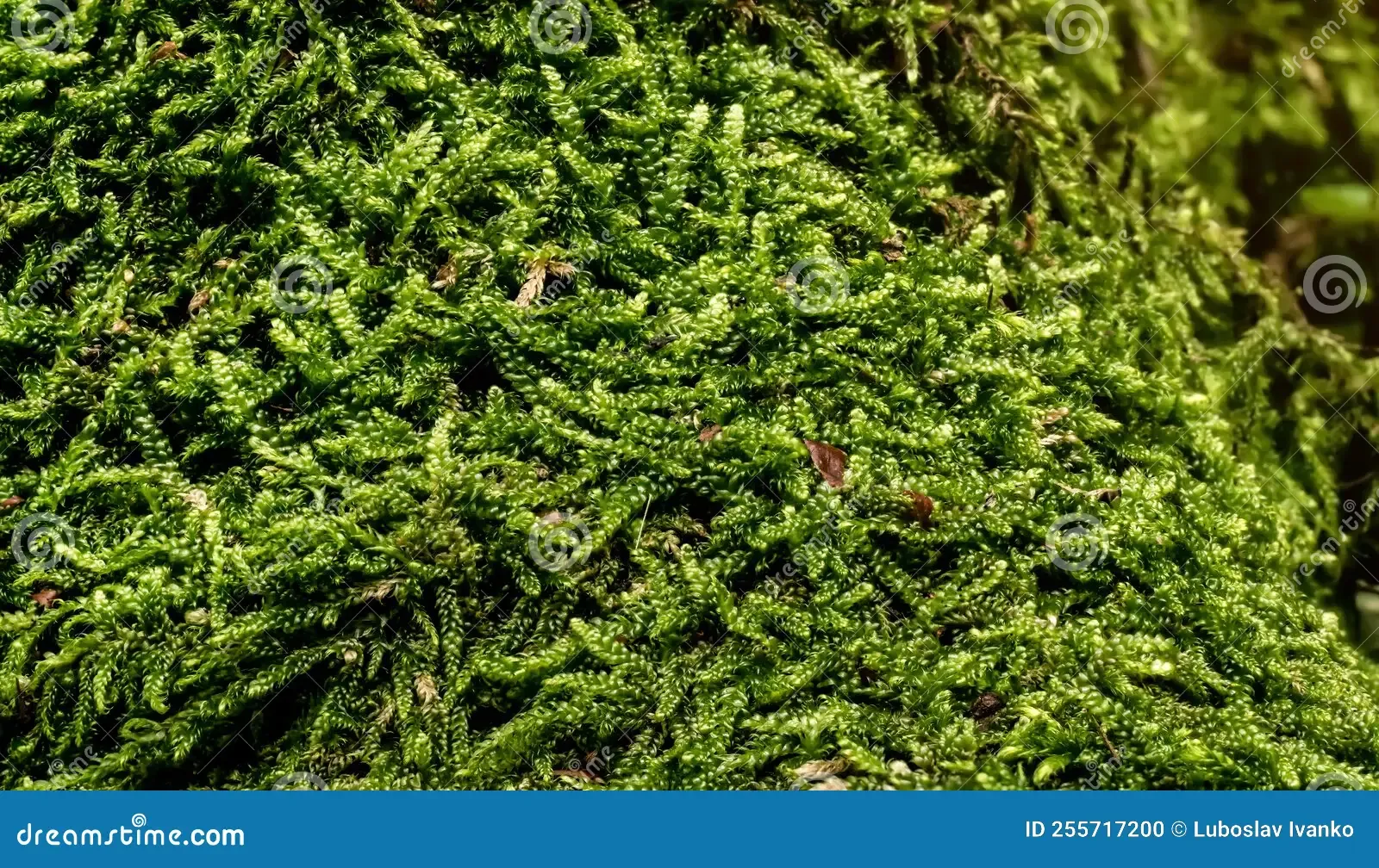 fine-green-moss-ctenidium-species-growing-forest-tree-closeup-macro-detail-fine-green-moss-ctenidium-species-growing-255717200.jpg