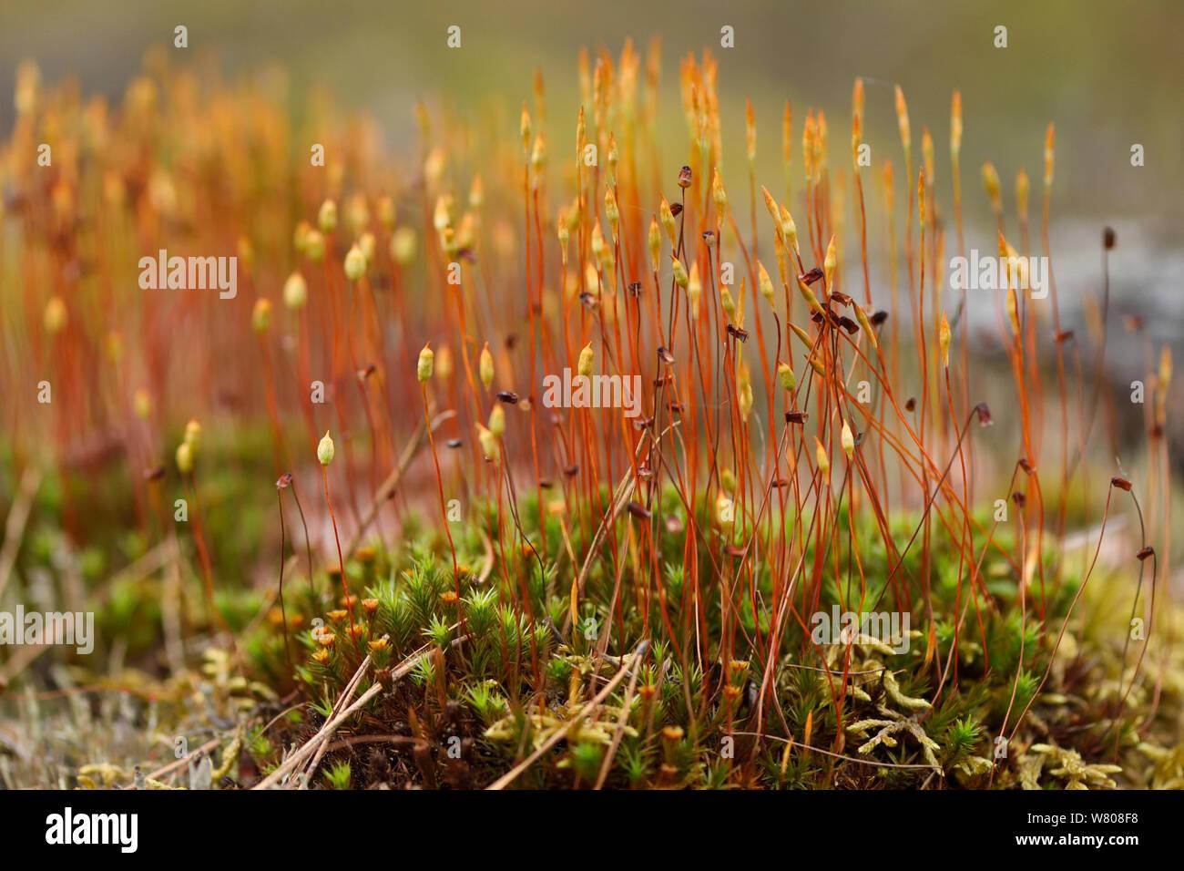 fire-moss-ceratodon-purpureus-sporangia-lithuania-may-W808F8.jpg