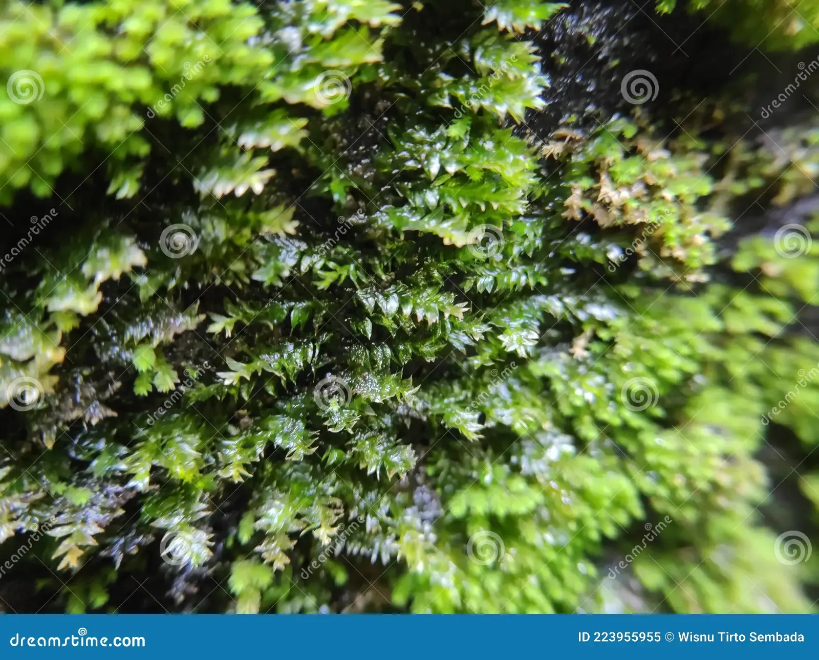 fissiden-fontanus-moss-emersed-aquatic-plant-aquascape-mosses-rock-forest-plant-fresh-fissiden-fontanus-moss-emersed-aquatic-plant-223955955.jpg