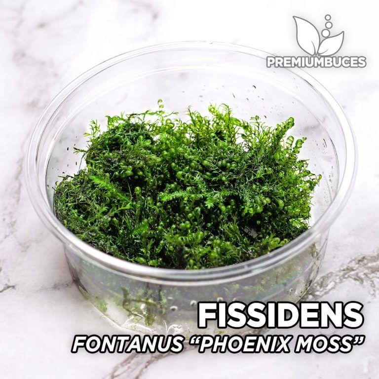 fissidens-fontanus-phoenix-moss-768x768.jpg
