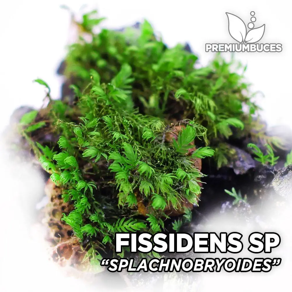 fissidens-splachnobryoides-1.jpg