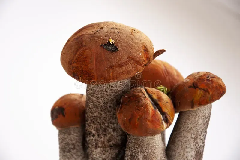 five-big-orange-cap-boletus-mushrooms-white-background-143445096.jpg