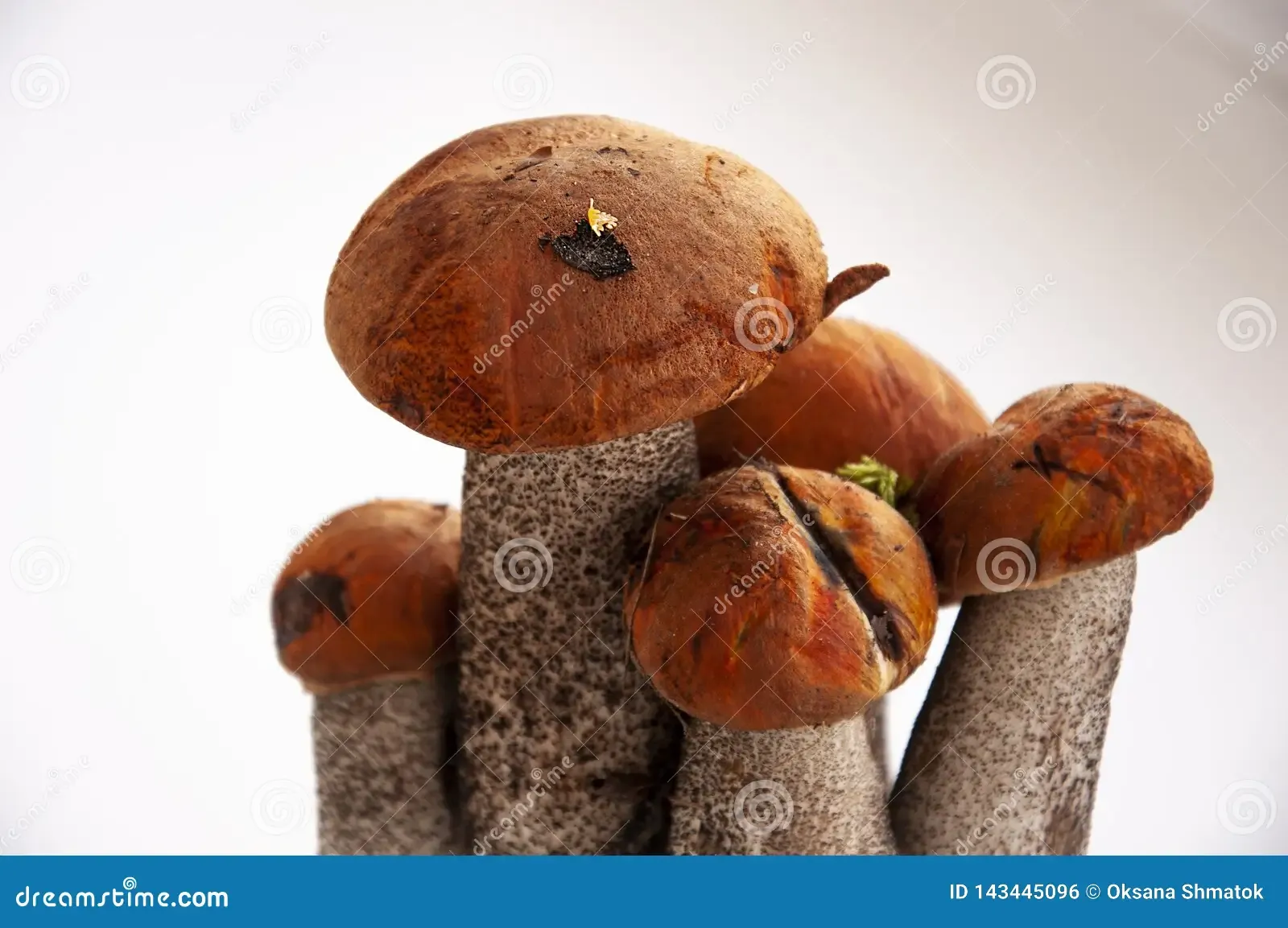 five-big-orange-cap-boletus-mushrooms-white-background-143445096.jpg