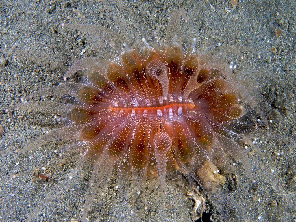 flabellum_sp-_hard_coral_with_extended_polyps_at_night-1024x769.jpg