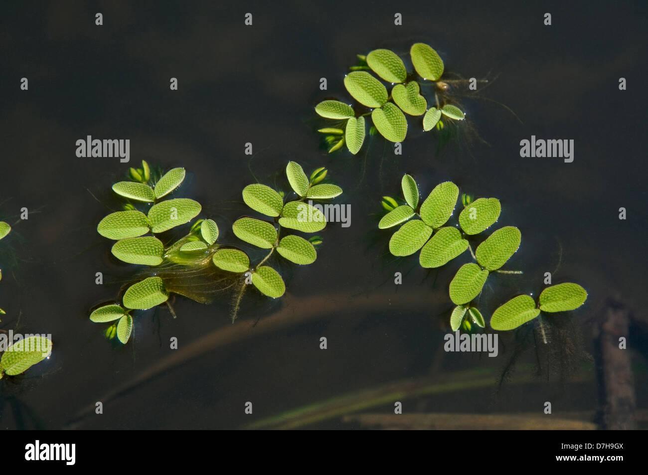 floating-moss-floating-fern-salvinia-natans-leaves-lying-on-the-surface-D7H9GX.jpg