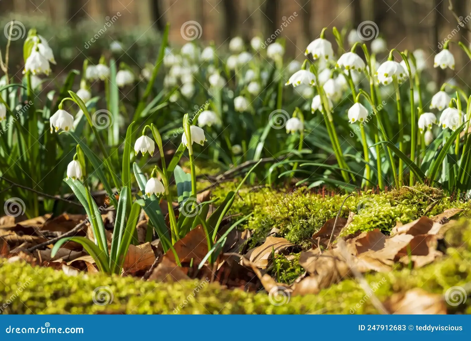 flowering-spring-snowflake-leucojum-vernum-growing-foliage-moss-covered-tree-roots-forest-weserbergland-germany-247912683.jpg