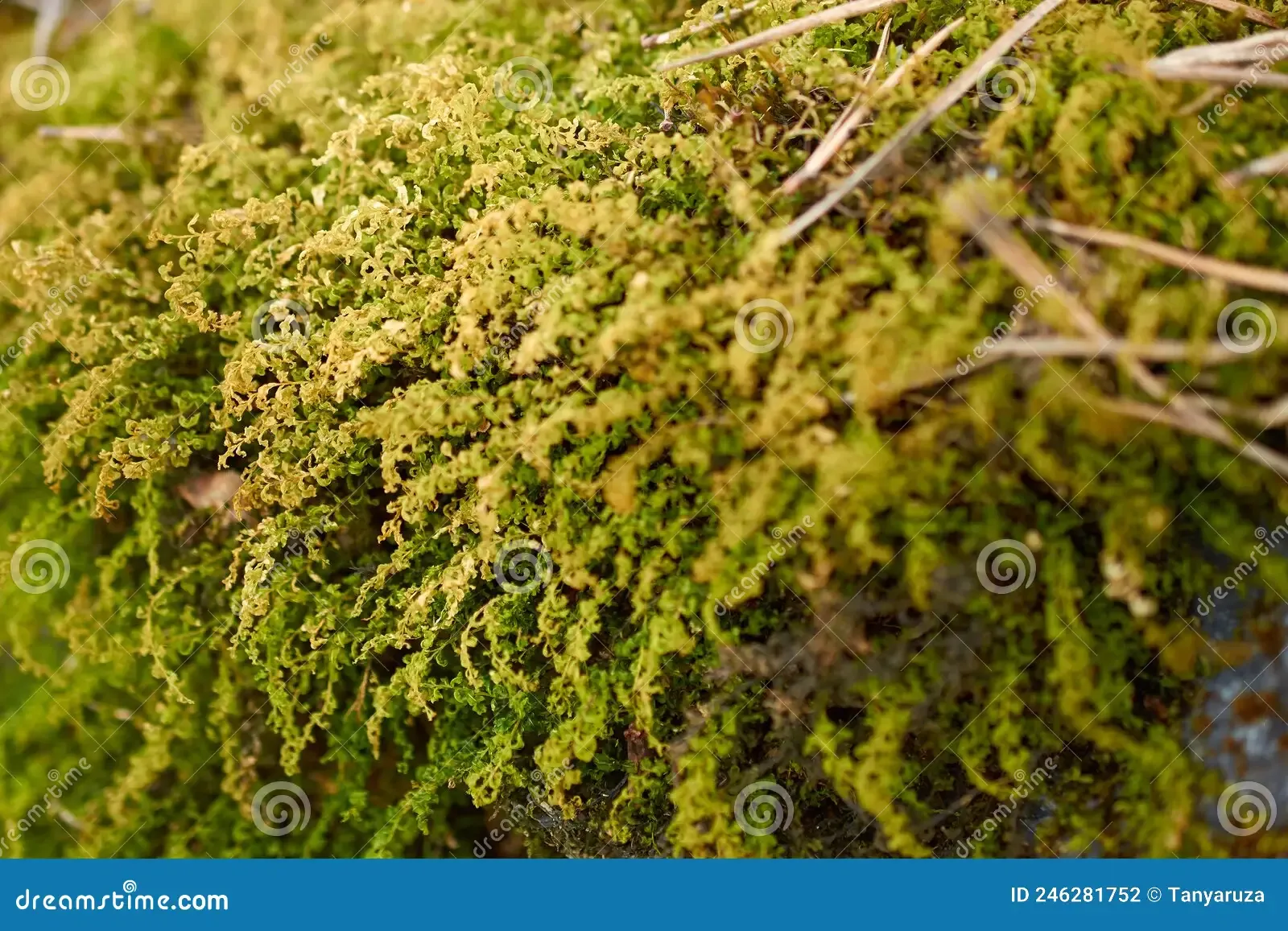 forest-floor-carpet-covered-green-moss-forest-floor-carpet-covered-green-moss-long-leaved-tail-moss-anomodon-longifolius-246281752.jpg