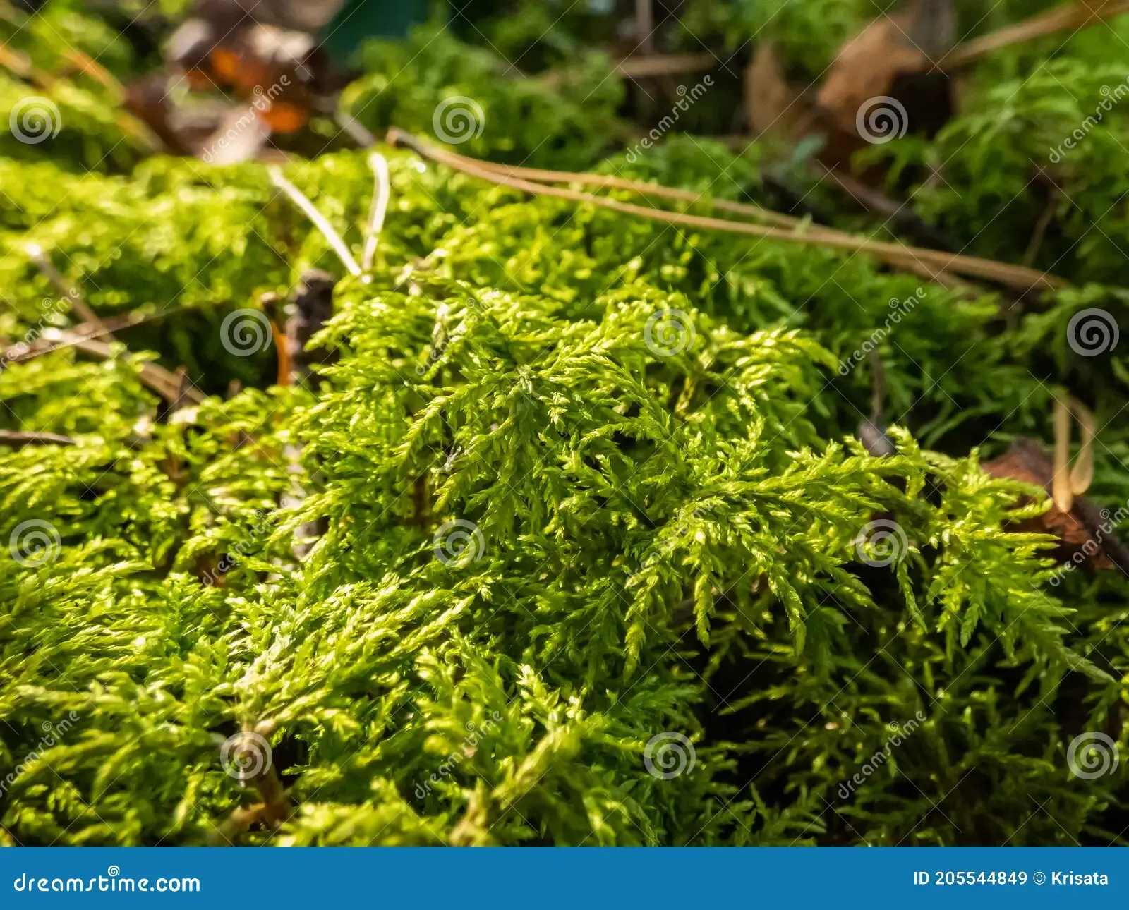 forest-floor-carpet-covered-green-moss-long-leaved-tail-wet-european-species-anomodon-longifolius-macro-shot-bogmoss-plant-205544849.jpg
