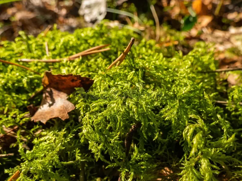 forest-floor-carpet-covered-green-moss-long-leaved-tail-wet-european-species-anomodon-longifolius-macro-shot-bogmoss-plant-205544861.jpg