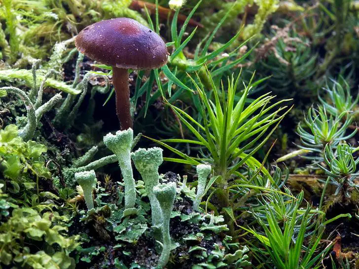 forest-forest-floor-moss-forest-mushroom-preview.jpg
