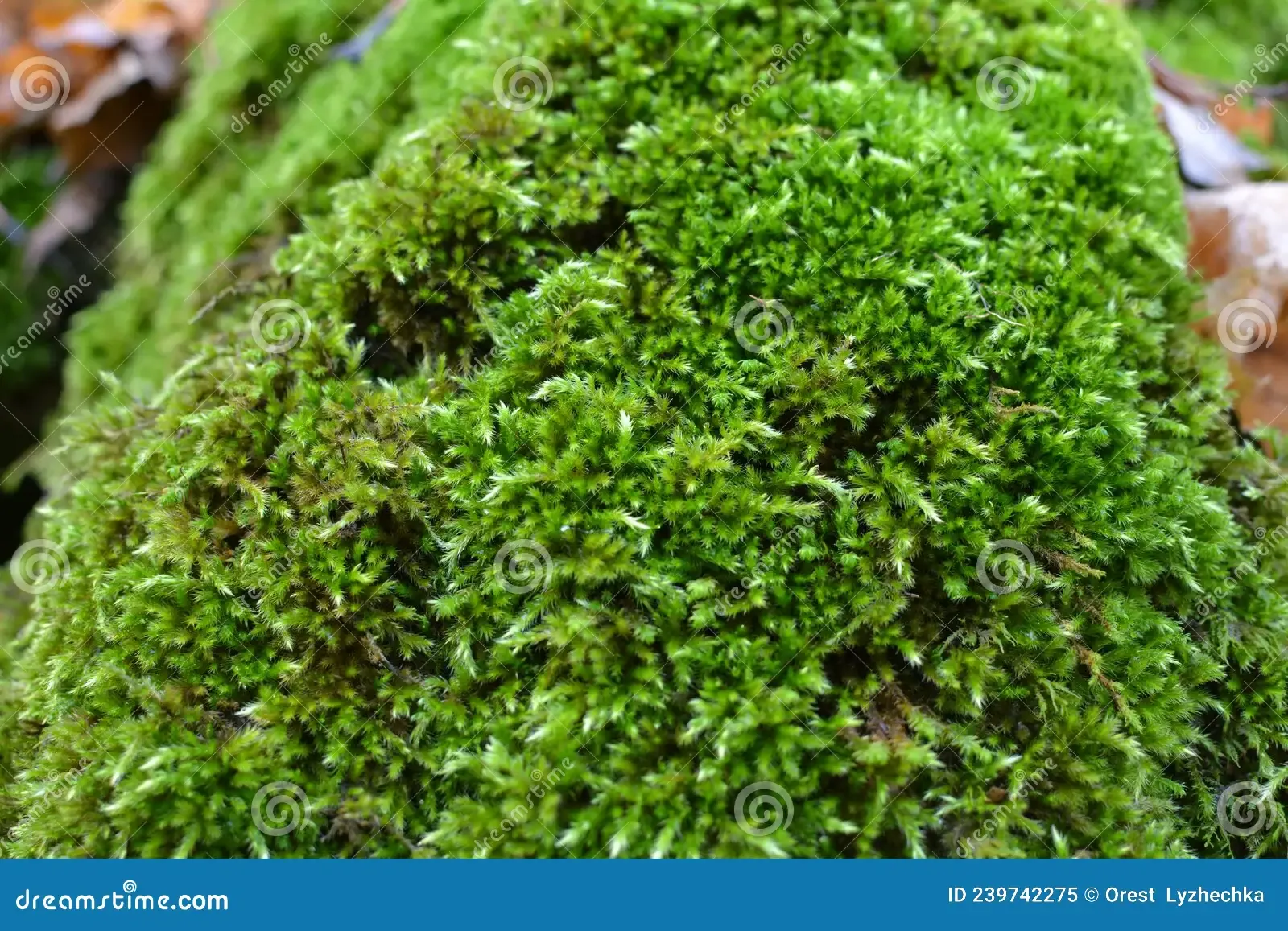 forest-wild-stone-grows-moss-anomodon-anomodon-moss-grows-stone-forest-239742275.jpg