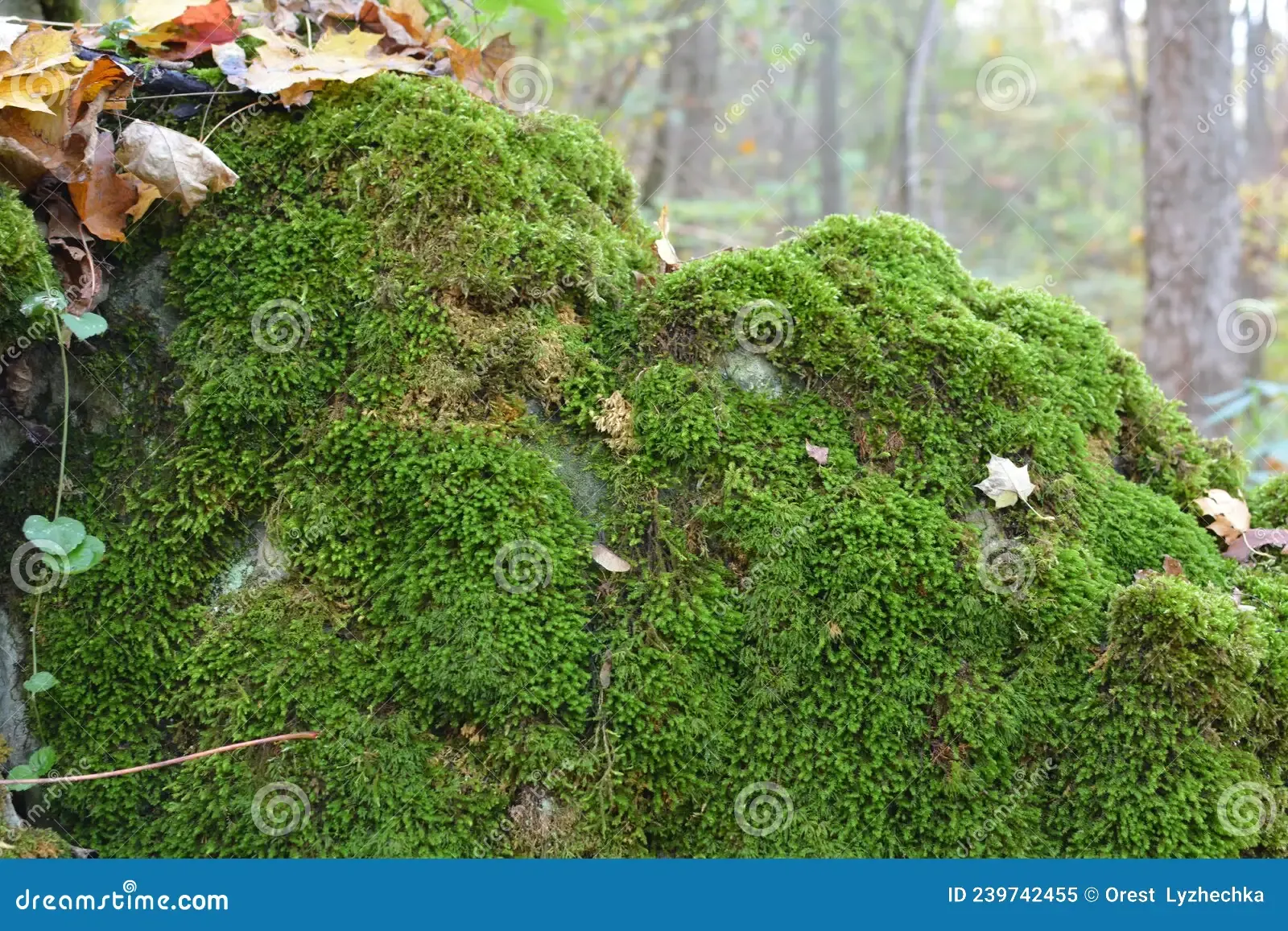 forest-wild-stone-grows-moss-anomodon-anomodon-moss-grows-stone-forest-239742455.jpg
