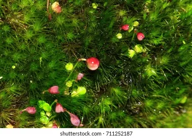frame-moss-taxiphyllum-sp-rhodobryum-260nw-711252187.jpg