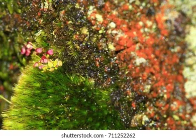 frame-moss-taxiphyllum-sp-rhodobryum-260nw-711252262.jpg