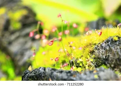 frame-moss-taxiphyllum-sp-rhodobryum-260nw-711252280.jpg