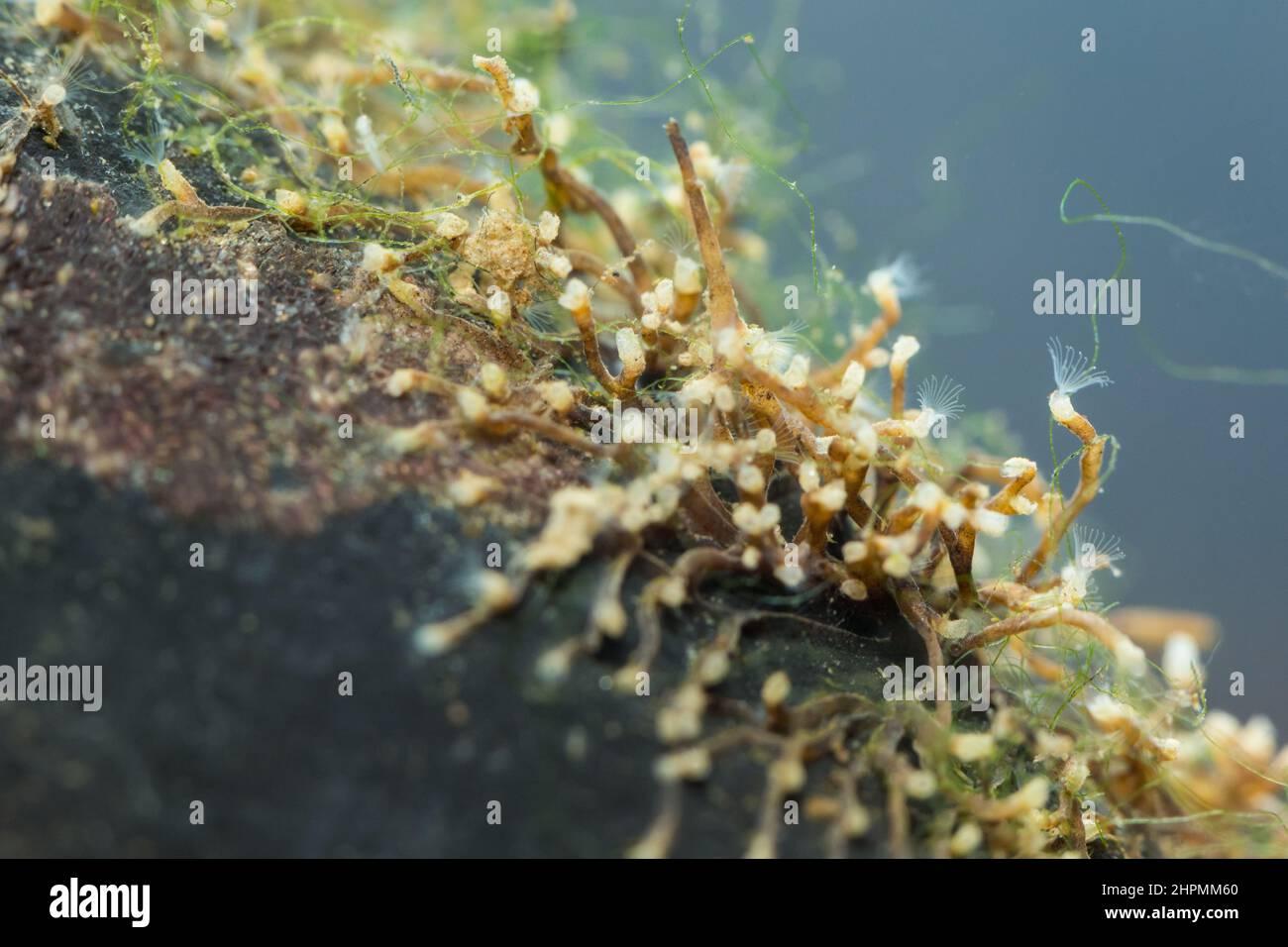 freshwater-moss-animal-plumatella-fruticosa-2HPMM60.jpg