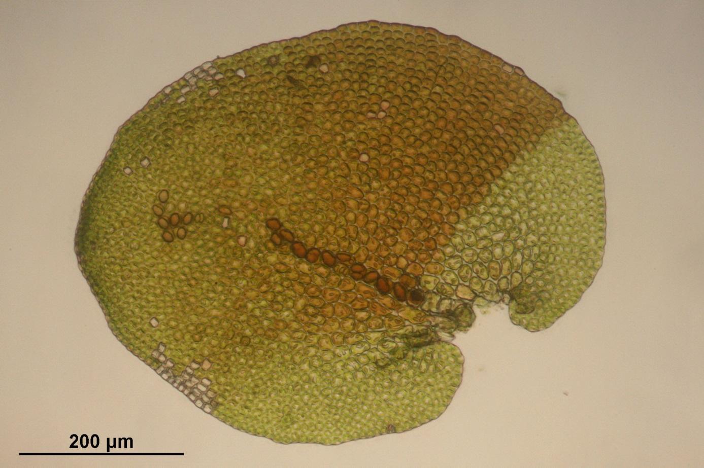 frullania-tamarisci-leaf.jpg