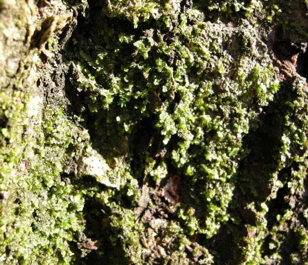 frullania_inflata_so_md_biechele_01.jpg