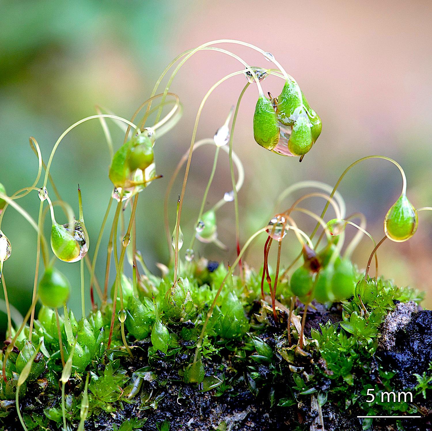funaria-hygrometrica-moss.jpg