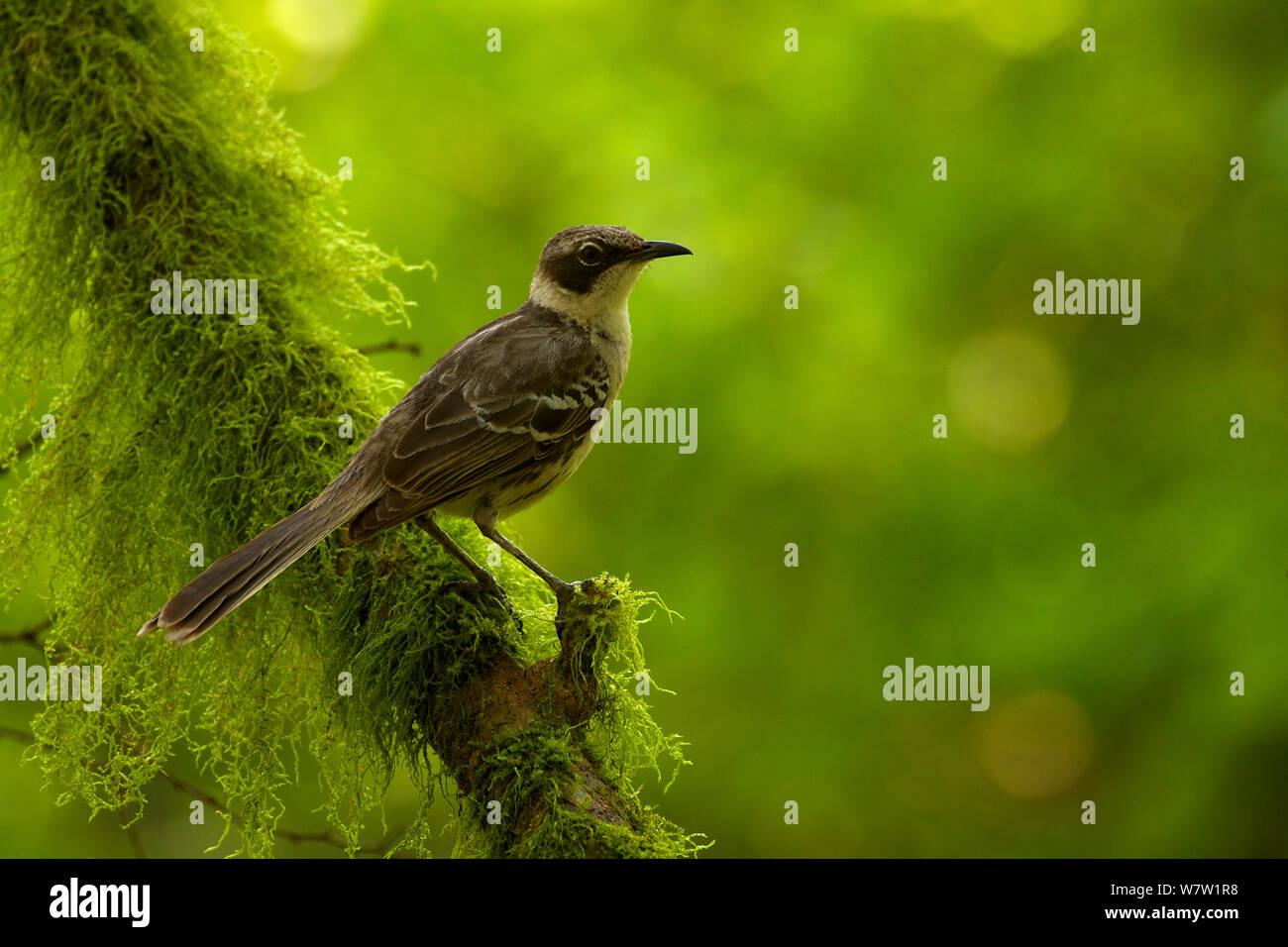 galapagos-mockingbird-mimus-parvulus-on-moss-covered-branch-santa-cruz-island-galapagos-islands-ecuador-W7W1R8.jpg