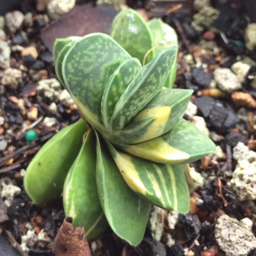 gasteria-gracilis-fvariegata.jpeg