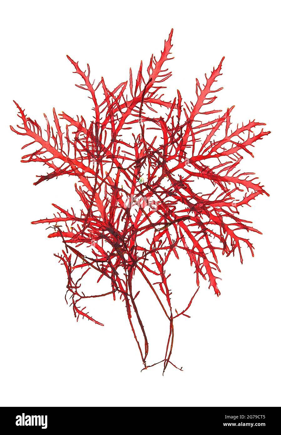 gelidium-spinosum-sg-gmelin-pc-silva-red-alga-florideophyceae-2G79CT5.jpg